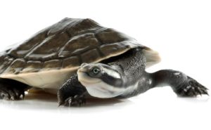 Incabus, the 22 year old long-necked turtle