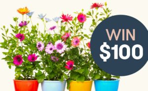 Win $100: YourPlace Housing Garden: Entries Close 17 August 2024. Beautiful flowers in bright coloured pots.