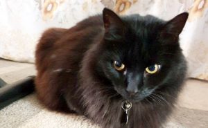 Black cat Sookie with collar