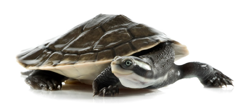 Incabus, the 22 year old long-necked turtle