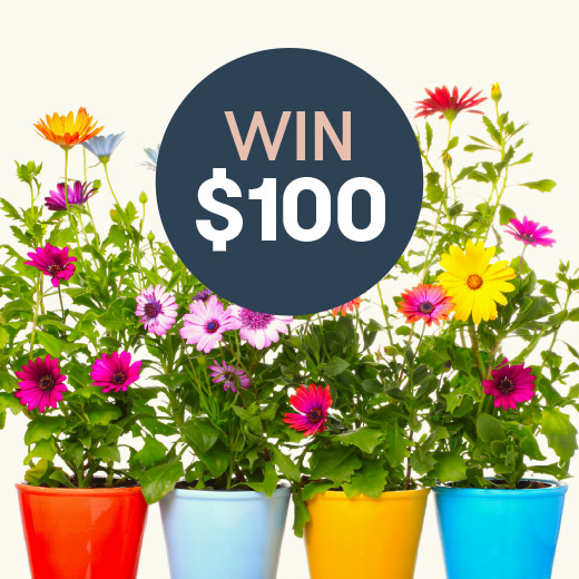 Win $100: YourPlace Housing Garden: Entries Close 17 August 2024. Beautiful flowers in bright coloured pots.