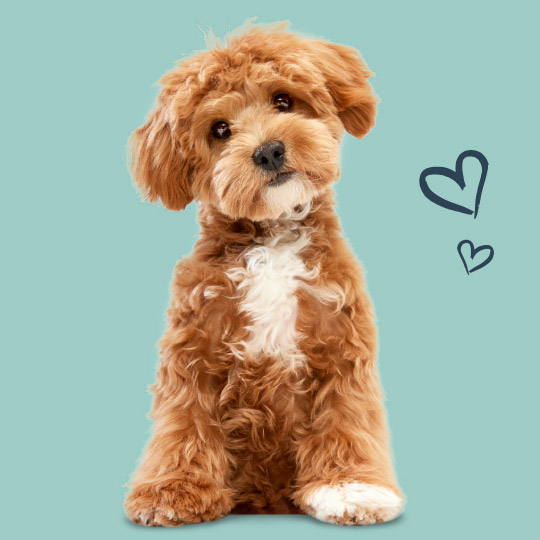 Cute and fluffy puppy dog - We Love Pets!
