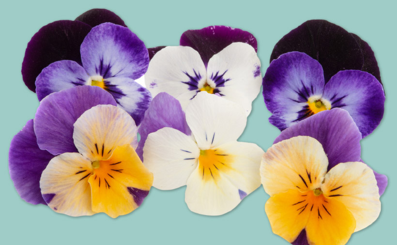 Beautiful and colourful flowers: purple, yellow and white